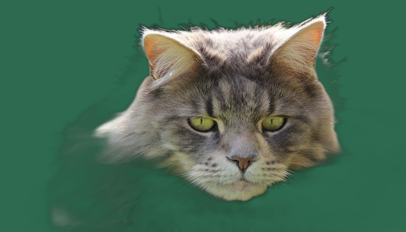 Transport fuer Maine Coon, Tasche, Box und Tierarzttraining