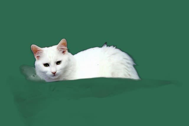 Senior-Katze Manx, Komfort, Pflege und Alltag