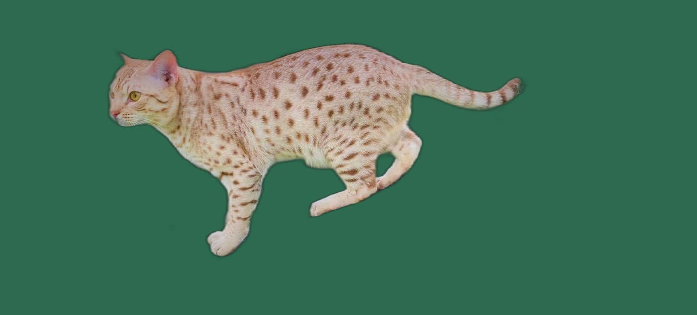 Ernaehrung fuer Ocicat, Futterplatz und Futterautomat