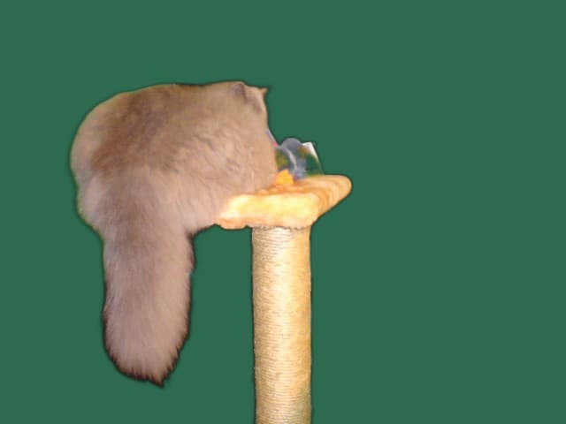 Kratzbaum fuer Perser, stabil, passend und katzengerecht