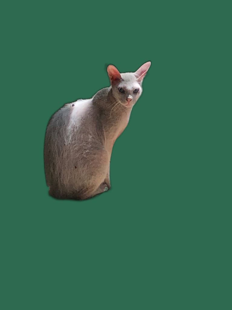 Kratzbaum fuer Peterbald, stabil, passend und katzengerecht