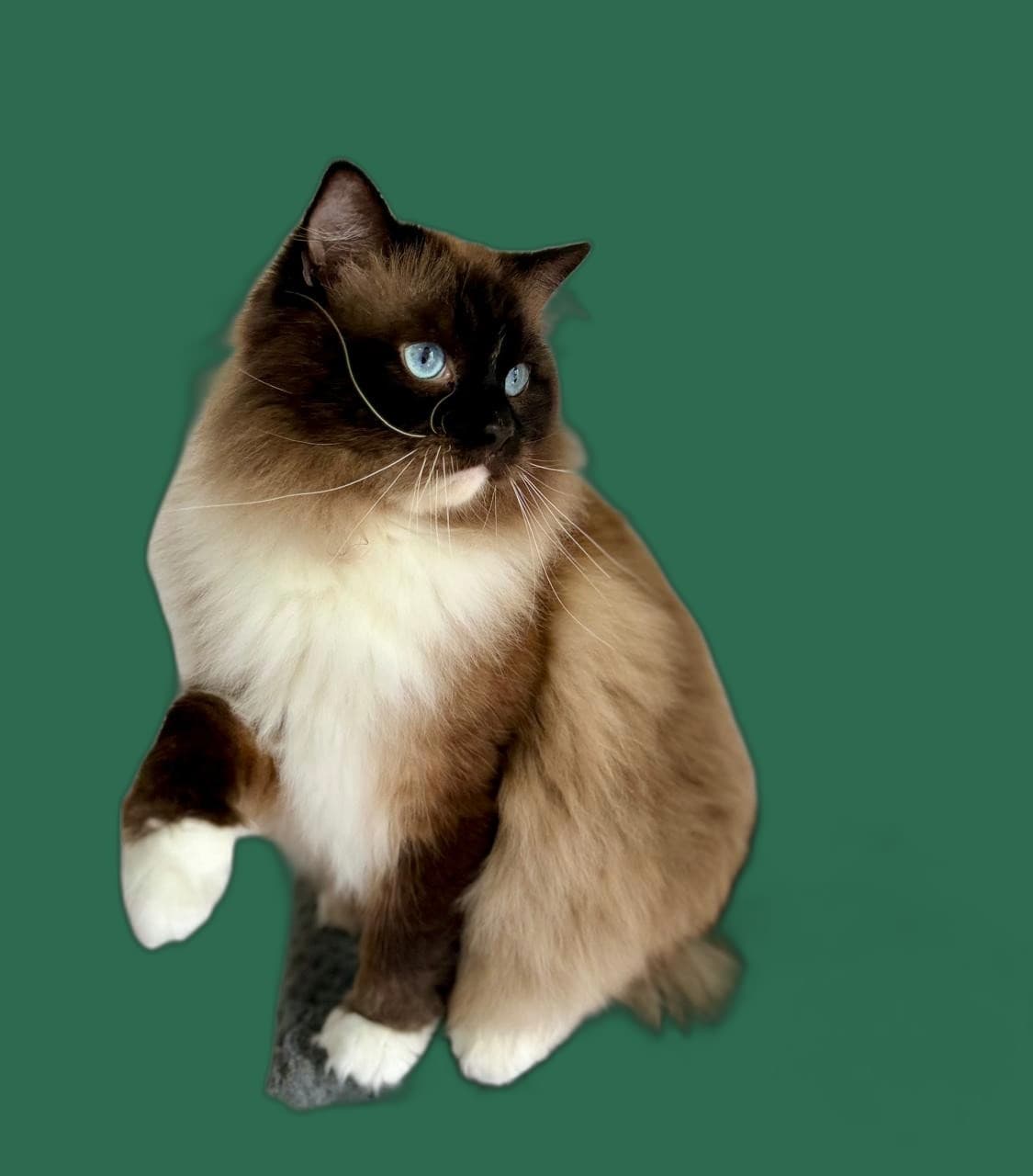Katzentoilette fuer Ragdoll, Groesse, Einstieg und Reinigung