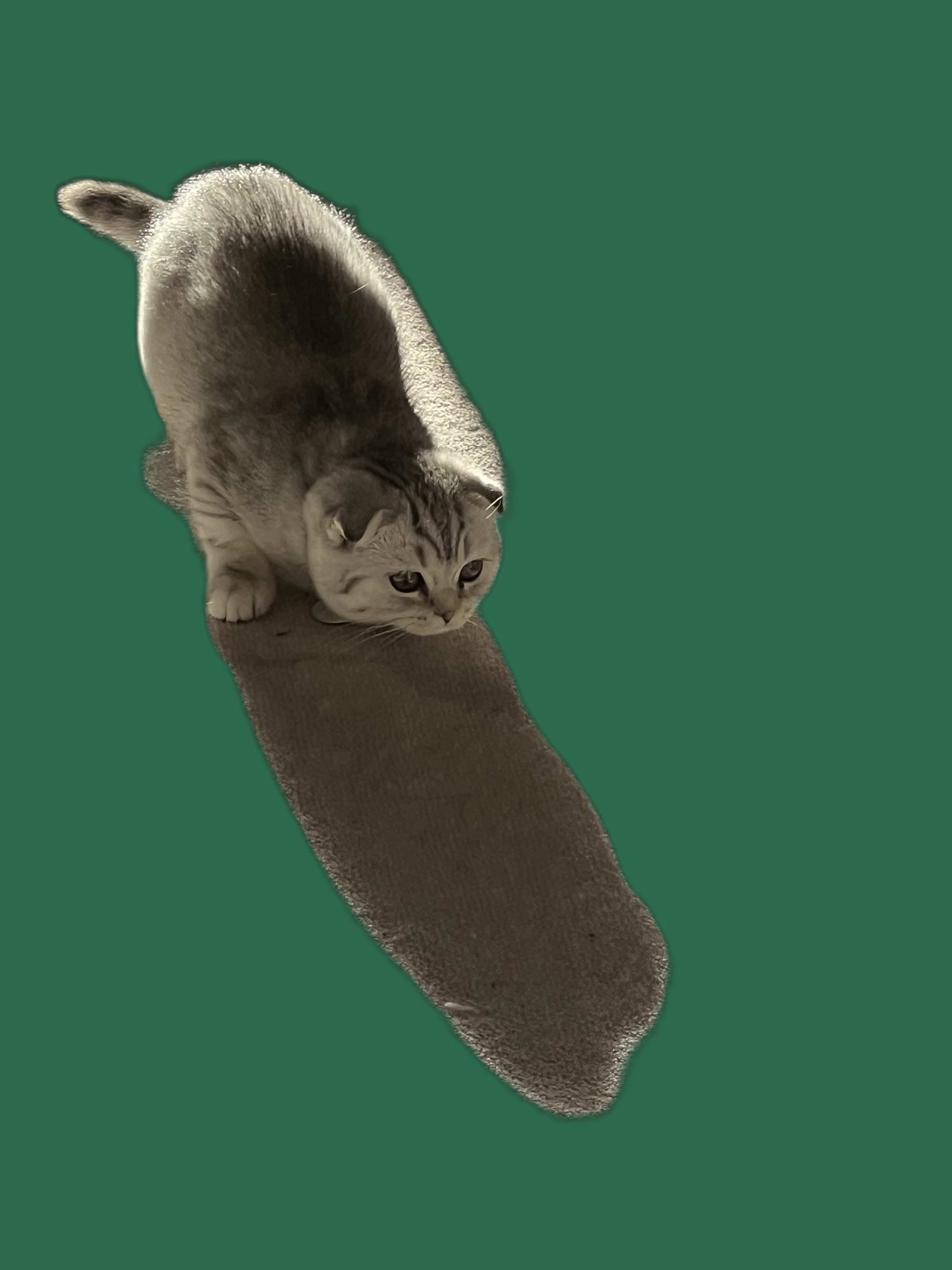 Katzenbett fuer Scottish Fold, Schlafplatz und Rueckzugsort