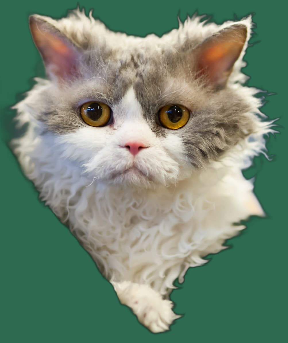 Ernaehrung fuer Selkirk Rex, Futterplatz und Futterautomat