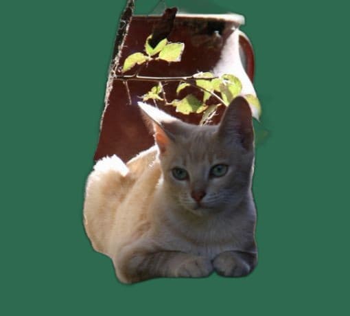 Kratzbaum fuer Serrade Petit, stabil, passend und katzengerecht