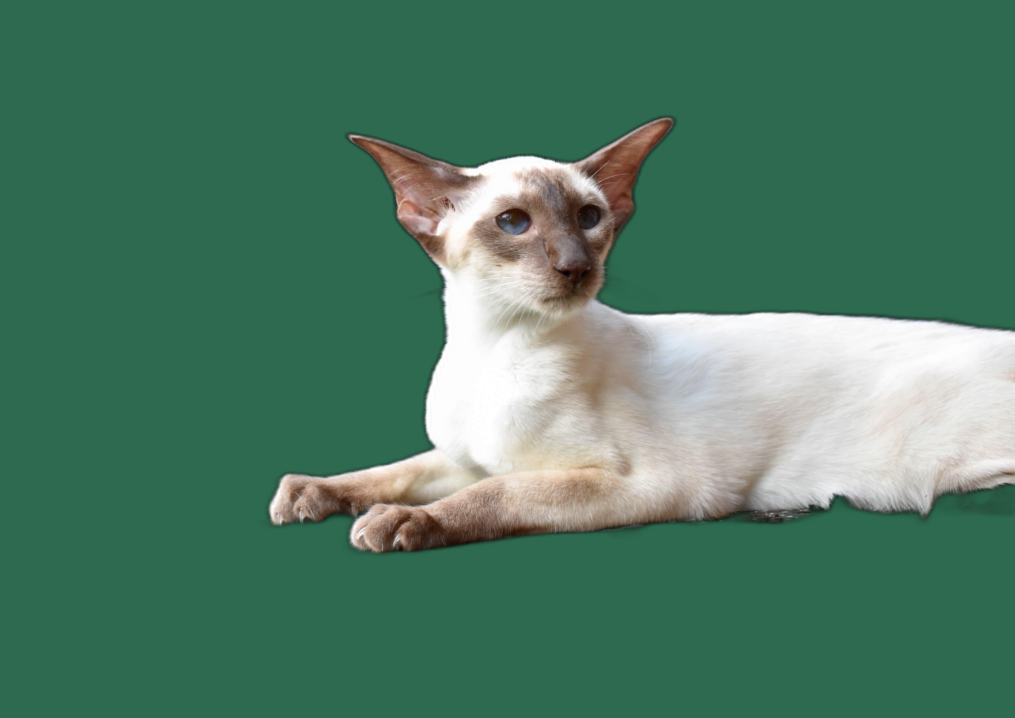 Senior-Katze Siam, Komfort, Pflege und Alltag