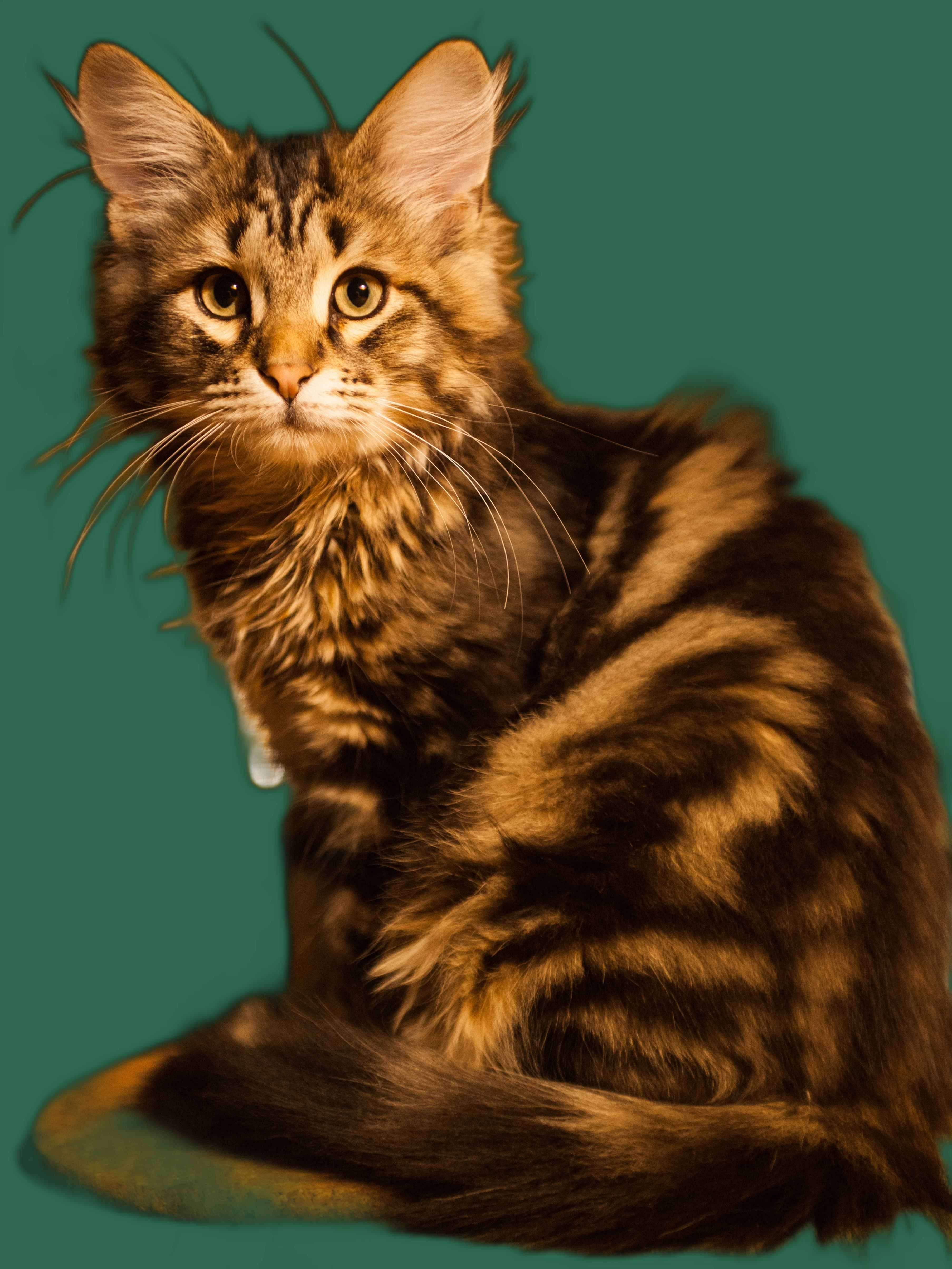 Kratzbaum fuer Sibirische Katze, stabil, passend und katzengerecht