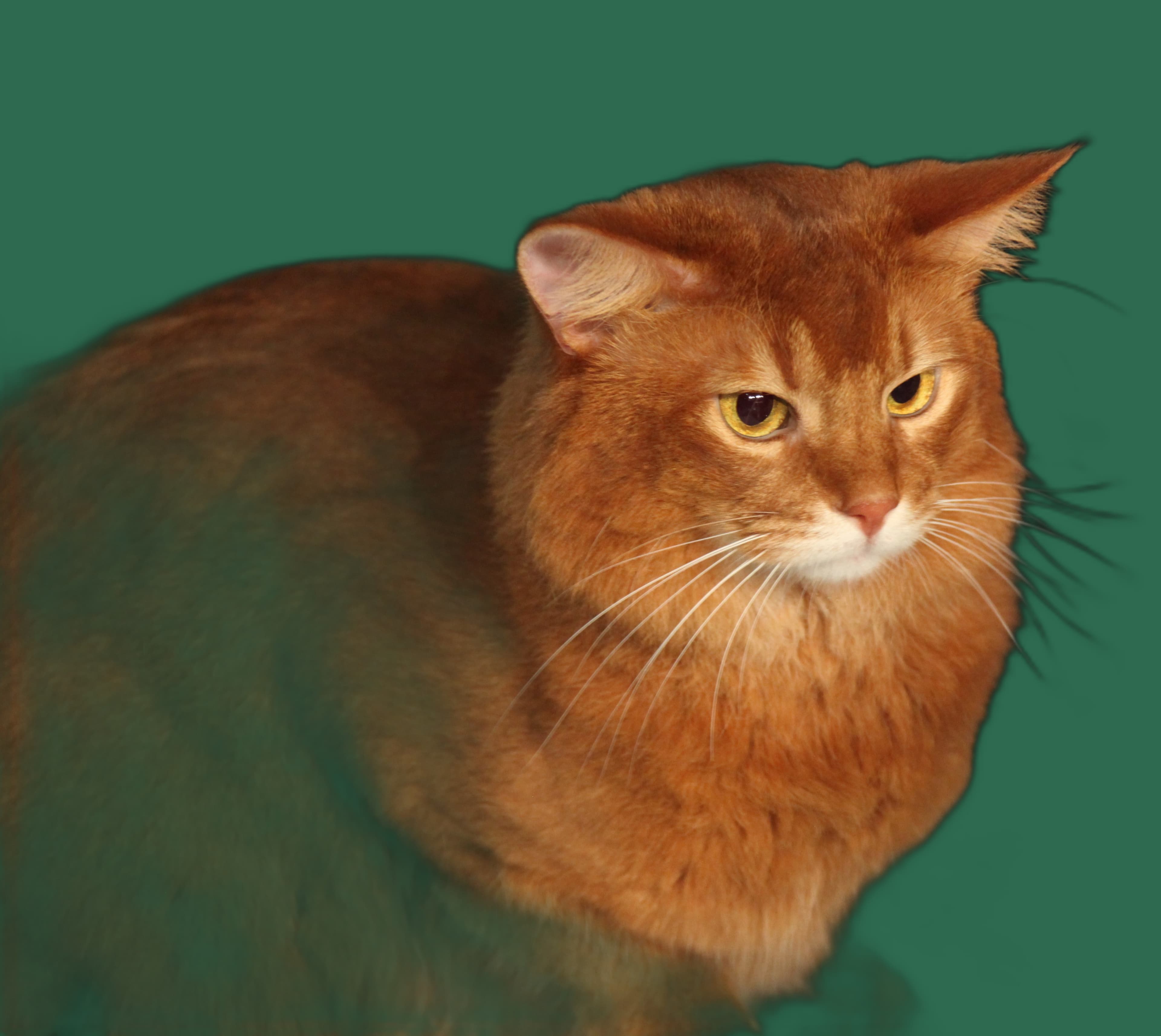 Senior-Katze Somali, Komfort, Pflege und Alltag