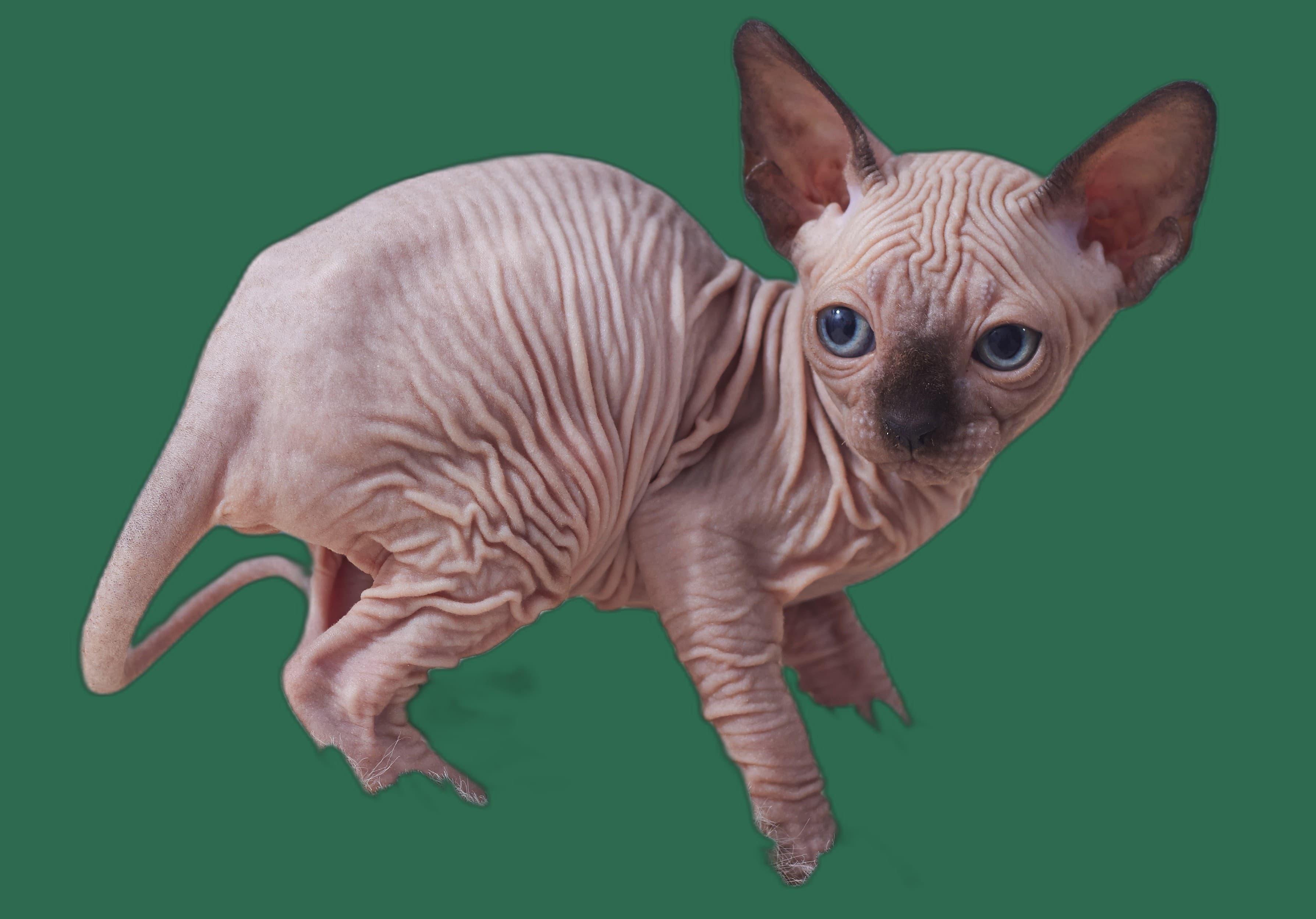 Katzenbett fuer Sphynx, Schlafplatz und Rueckzugsort
