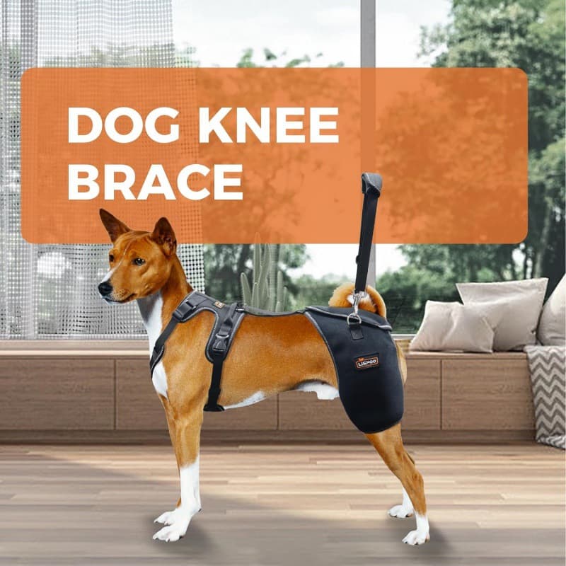 Schnüffeldecke für Hunde – Beschäftigung & Intelligenz