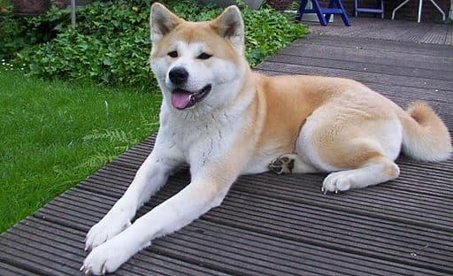 Hund im Auto: Wie Akita Inu sicher mitfährt