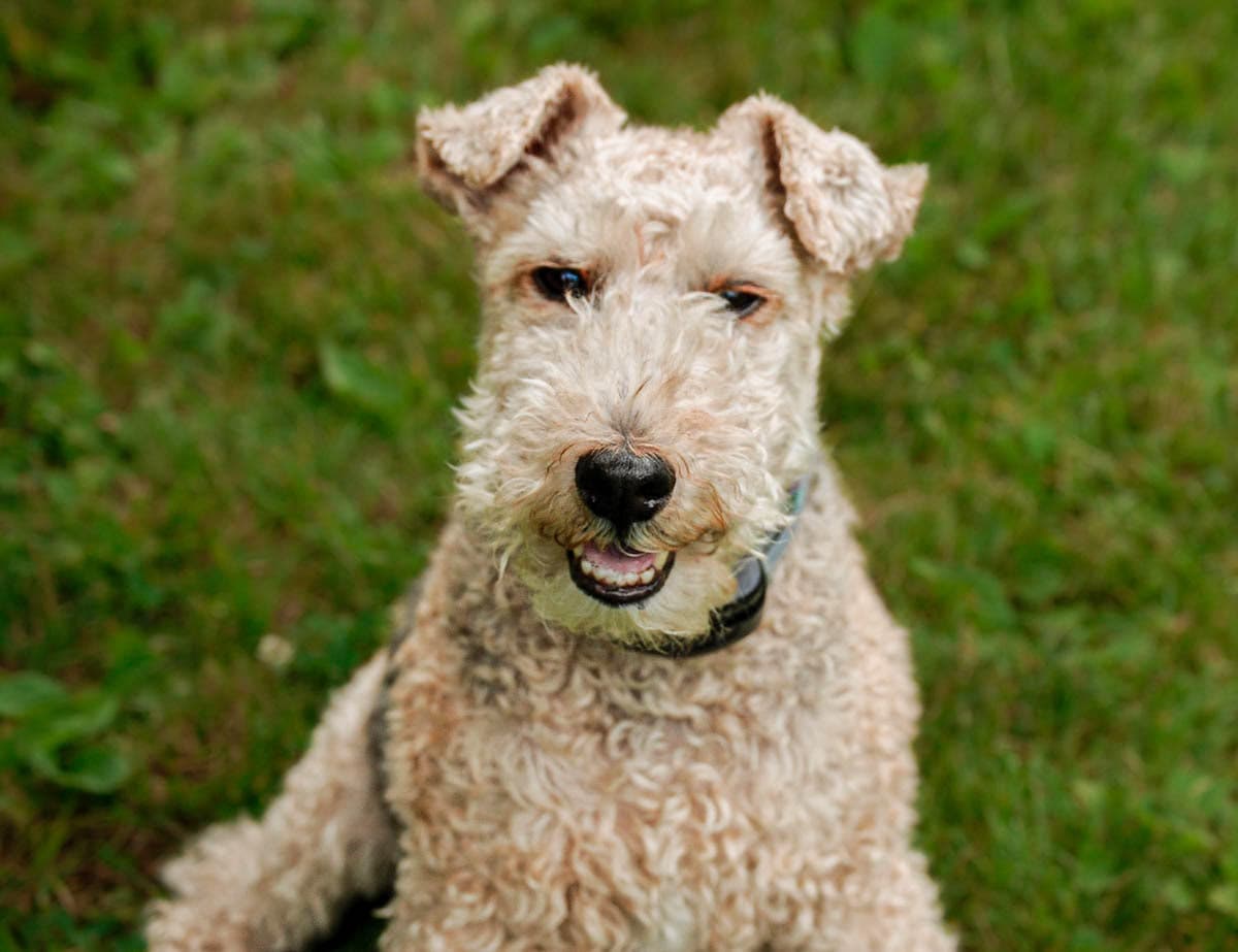 Camping mit Welsh Terrier, Ausrüstung & Tipps für Outdoor-Abenteuer