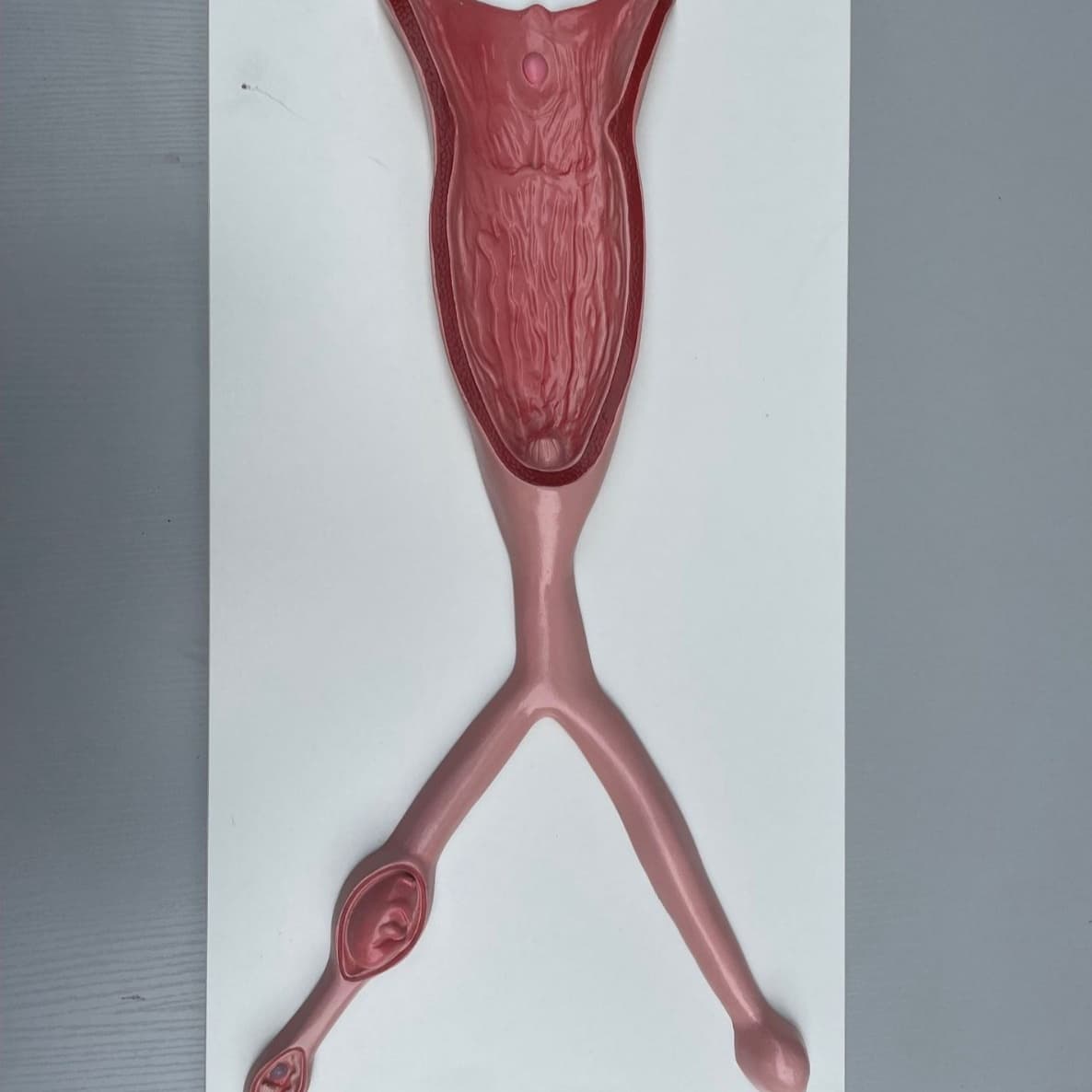 Hund Uterus Animal Organ Anatomy Model