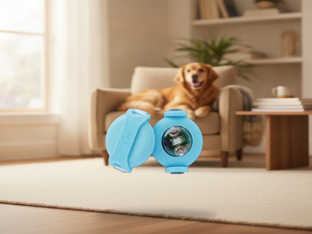 Curli luumi LED Cyan – Sicherheits-LED für Hunde – Produktbild
