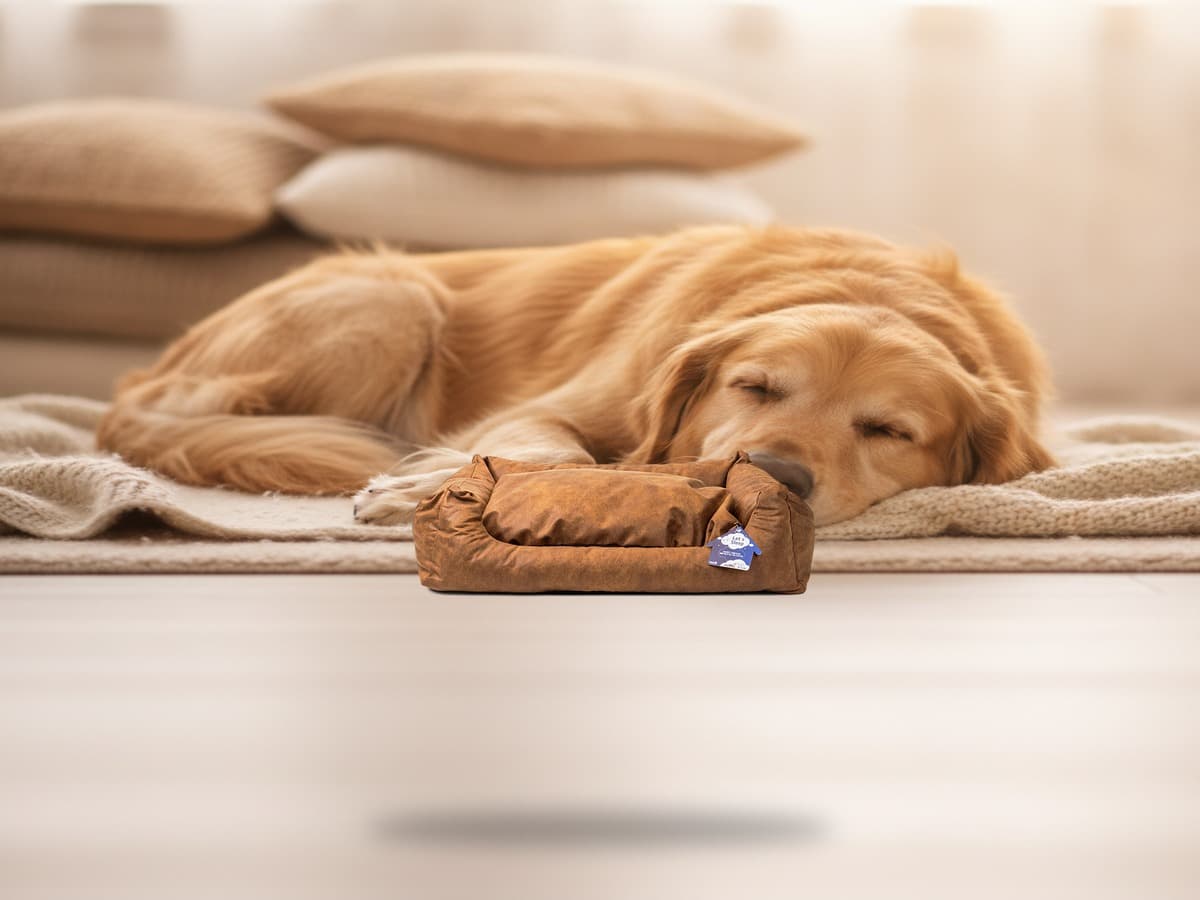 Let's Sleep Sweet Dreams Hundekorb Mit Kissen L Cognac – Produktbild