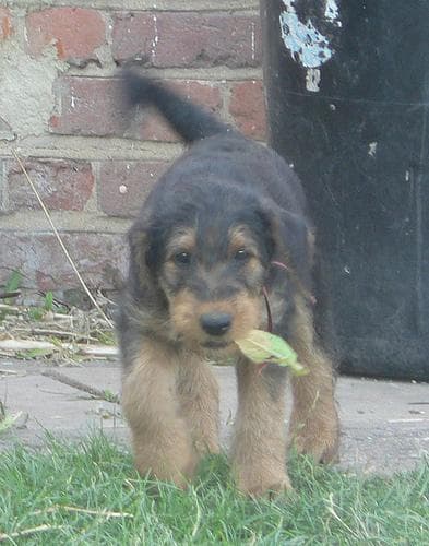 Angst & Stress beim Airedale Terrier. Ursachen und was wirklich hilft