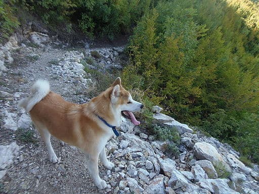 Angst & Stress beim Akita Inu. Ursachen und was wirklich hilft