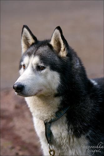 Zahnpflege beim Alaskan Malamute, Zahnstein vermeiden & Zähne gesund halten