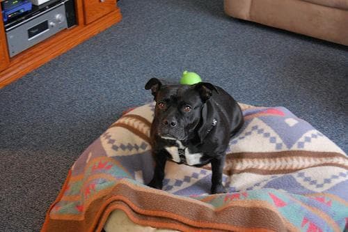 Angst & Stress beim American Staffordshire Terrier. Ursachen und was wirklich hilft