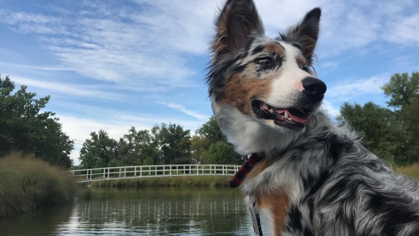 Leine und Geschirr für den Australischen Shepherd passend auswählen
