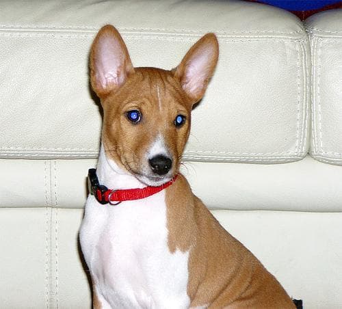Hund im Sommer: Was Basenji bei Hitze wirklich braucht