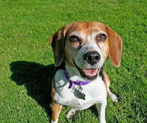 Angst & Stress beim Beagle. Ursachen und was wirklich hilft