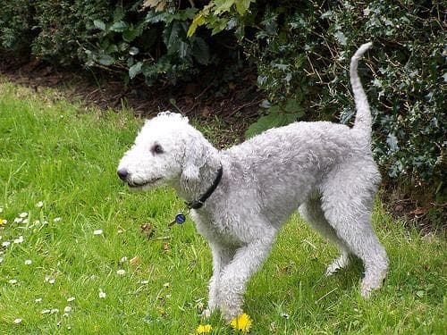 Hund im Auto: Wie Bedlington Terrier sicher mitfährt