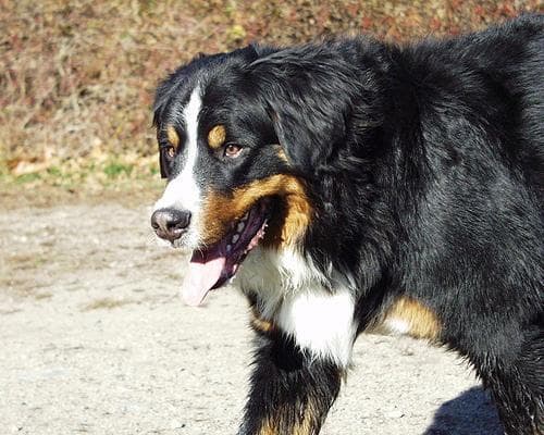 Hund im Sommer: Was Berner Sennenhund bei Hitze wirklich braucht