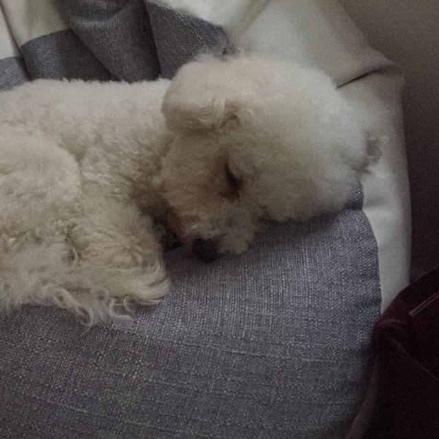 Hund im Auto: Wie Bichon Frisé sicher mitfährt