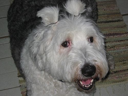 Hund im Auto: Wie Bobtail (Old English Sheepdog) sicher mitfährt