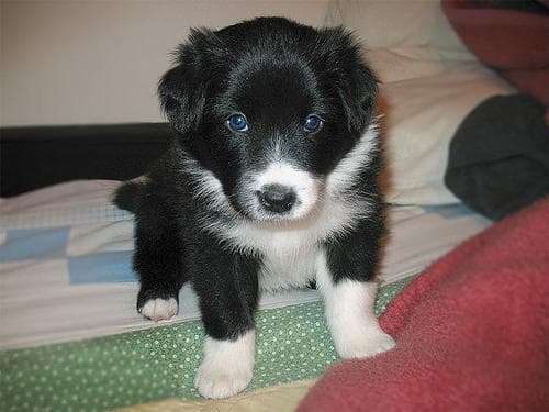 Hund im Auto: Wie Border Collie sicher mitfährt