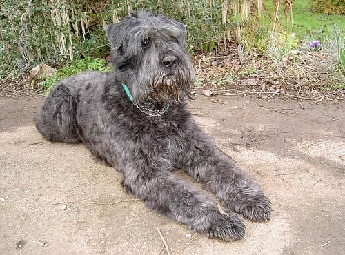Angst & Stress beim Bouvier des Flandres. Ursachen und was wirklich hilft