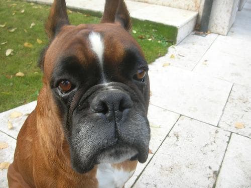Angst & Stress beim Boxer. Ursachen und was wirklich hilft