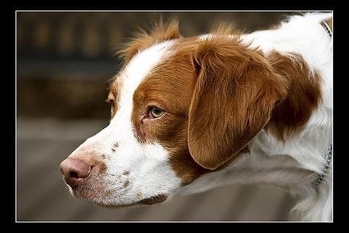 Hund im Auto: Wie Bretonischer Spaniel sicher mitfährt