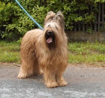 Angst & Stress beim Briard. Ursachen und was wirklich hilft
