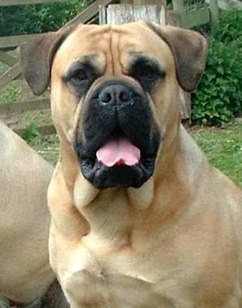 Camping mit Bullmastiff, Ausrüstung & Tipps für Outdoor-Abenteuer