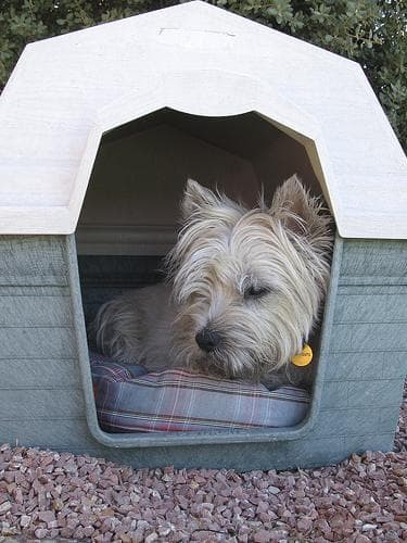 Schnüffeldecke für Cairn Terrier, Beschäftigung & Intelligenz
