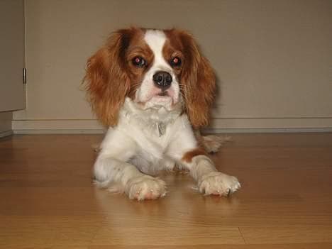 Camping mit Cavalier King Charles Spaniel, Ausrüstung & Tipps für Outdoor-Abenteuer