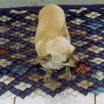 Hund im Auto: Wie Chihuahua sicher mitfährt