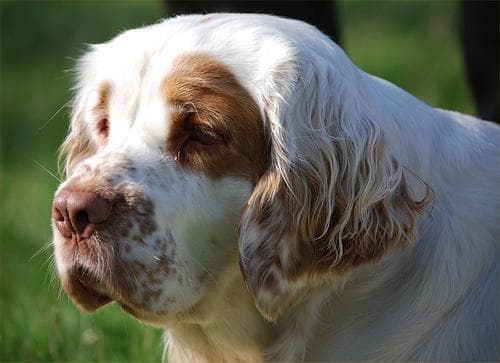 Angst & Stress beim Clumber Spaniel. Ursachen und was wirklich hilft