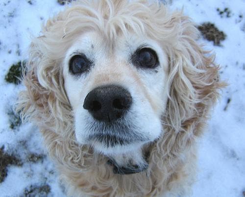 Cocker Spaniel im Auto: bequem und sicher mitfahren