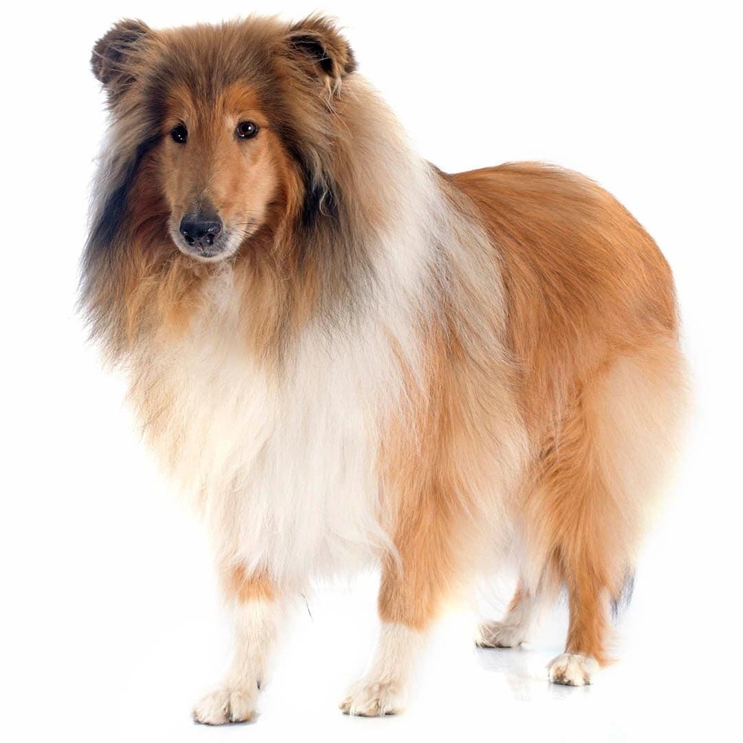 Collie im Winter, Kälteschutz, Pfotenpflege & Tipps