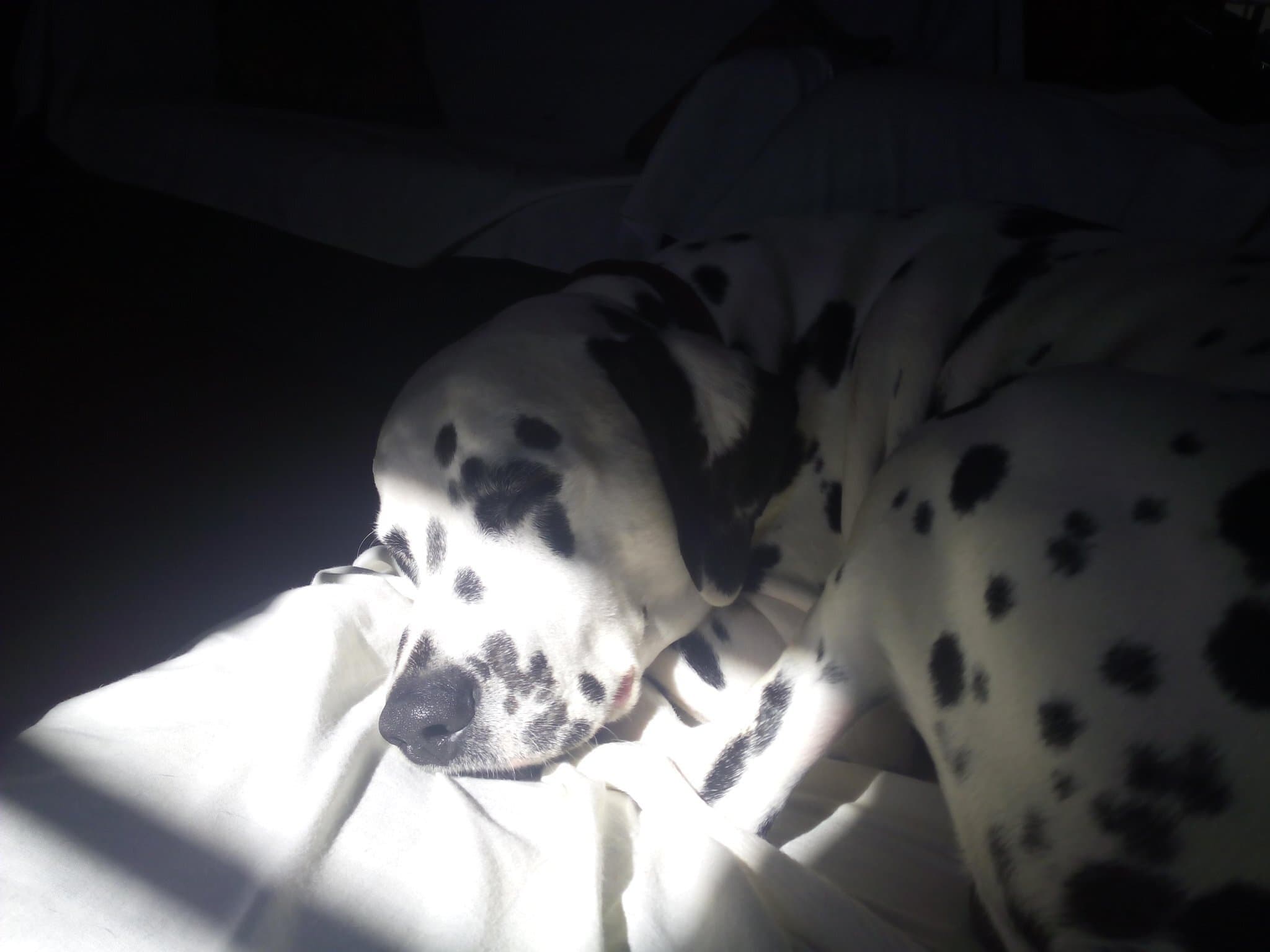Hund im Auto: Wie Dalmatiner sicher mitfährt