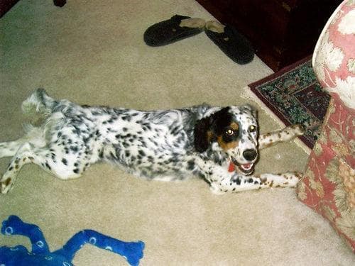 Hund im Auto: Wie English Setter sicher mitfährt