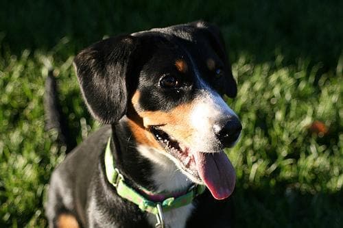 Ernährung für Entlebucher Sennenhund, das richtige Futter & Fütterungsplan