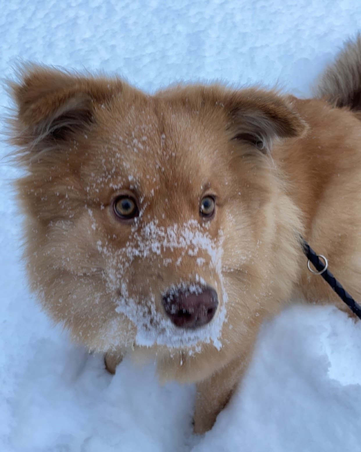 Leine für Finnischer Lapphund, Zug, Größe und das richtige Modell