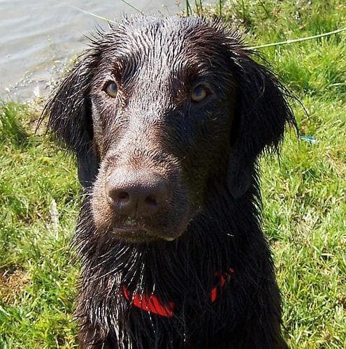 Senior-Hund Flat Coated Retriever, die besten Produkte für ältere Hunde
