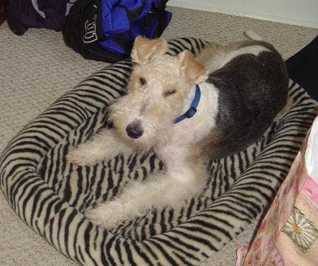 Angst & Stress beim Foxterrier. Ursachen und was wirklich hilft