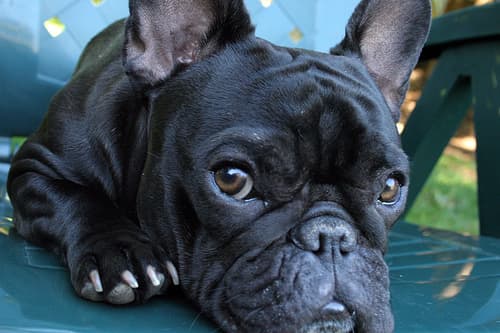 Angst & Stress beim Französische Bulldogge. Ursachen und was wirklich hilft