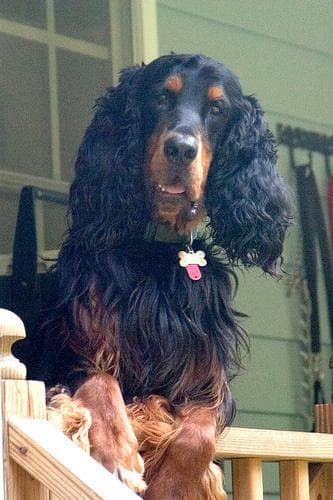 Hund im Auto: Wie Gordon Setter sicher mitfährt